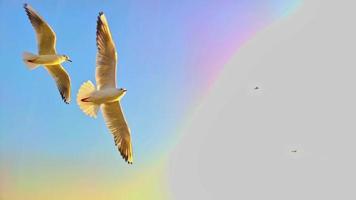 siluetas bandada de gaviotas sobre el mar durante un cielo increíble video