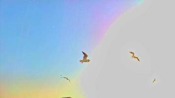 siluetas bandada de gaviotas sobre el mar durante un cielo increíble video