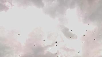 pájaros estorninos volando en el cielo video