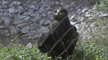 águia da montanha atrás de arames de cerca de gaiola de metal video