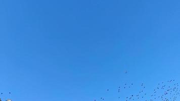 pájaros estorninos volando en el cielo video