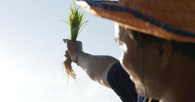 tir à faible angle, la main en gros plan de l'agriculteur a soulevé les semis vers le ciel ensoleillé. video