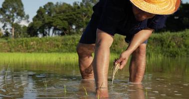 tiro em câmera lenta, jovem agricultor adulto vestindo camisa azul e chapéu de palha está plantando arroz jovem no campo video