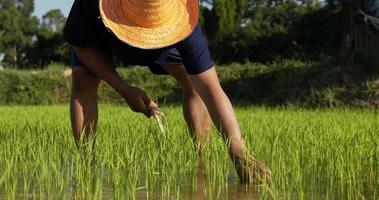 toma en cámara lenta, joven agricultor adulto con camisa azul y sombrero de paja está plantando arroz joven en el campo video