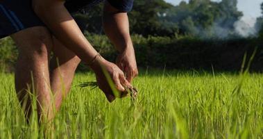 lento movimento sparo, giovane adulto contadino maschio indossare blu camicia e cannuccia cappello è traino giovane riso a partire dal risaia per preparazione per piantare nel altro campo video