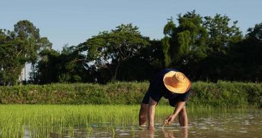Slow motion shot, young adult farmer male wearing blue shirt and straw hat is planting young rice in row of the field video