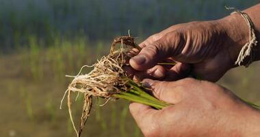 Slow motion shot, Close up Hands of Asian farmer holding rice seedling for preparing for planting in rice field video