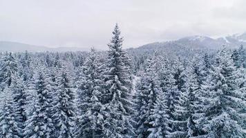 pino foresta coperto con neve video