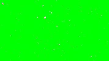 pantalla verde de la hoja que cae de sakura video