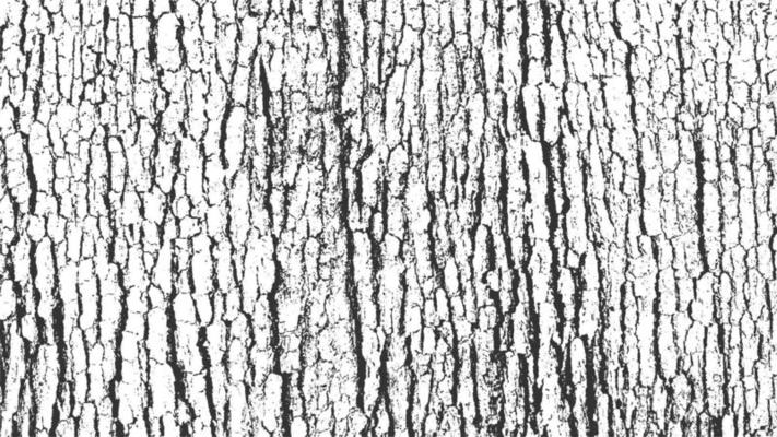 Tree Bark Texture