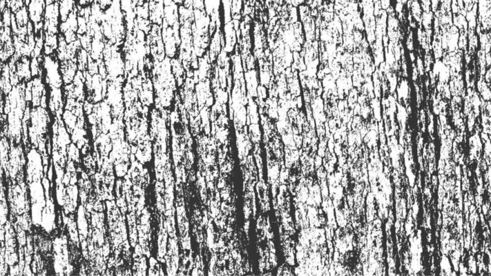 Isolated Tree Bark