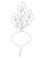 Black and white beetroot pattern. Contour picture of beet vector