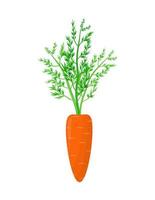 Orange carrots with green tops. Flat vector