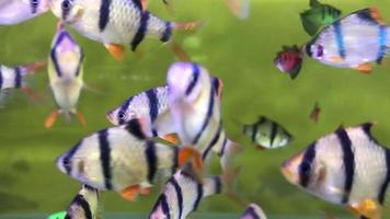 Fish Ninety-Nine zebra tilapia for ornamental aquariums at home at low prices. video