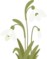 forest spring white flower common snowdrop png