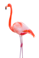 Beautiful isolated flamingo png