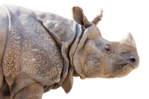 profil png transparent d'un rhinocéros.