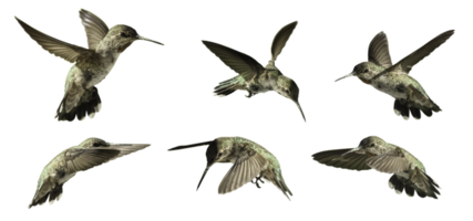 transparentes png verschiedener Kolibris im Flug