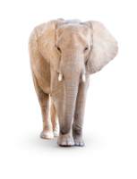 trasparente png di singolo grande elefante.
