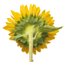 Transparent PNG Back of Bright Yellow Sunflower.