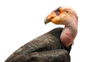 profil png transparent du condor de californie