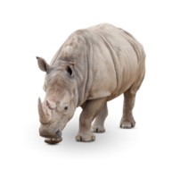 Transparent PNG of Single Large Rhinoceros.