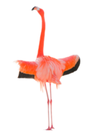 Cute flamingo crop-out png