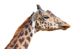 Transparent PNG of A Giraffe Head.