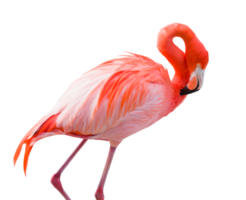 mignon flamant rose crop-out png