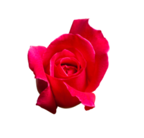 Transparent PNG Red Rose Bud Flower.