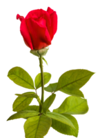Transparent PNG Red Rose Bud Flower with Stem and Leaves.