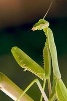 Praying Mantis Close-up photo