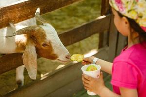 cute little kid feeding a goat at farm photo