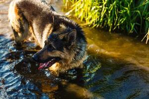 perro, pastor alemán descansa en la orilla del río después de bañarse foto