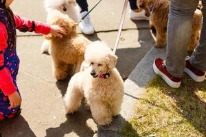 Two little brown poodles. Small puppy of toypoodle breed. Cute dog and good friend. Dog games, dog training. photo