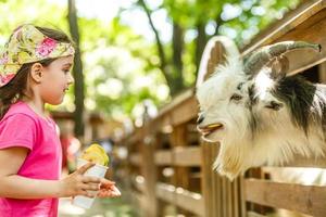 cute little kid feeding a goat at farm photo