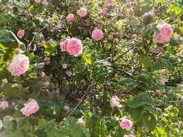 flores rosas floreciendo en el jardín de rosas. foto