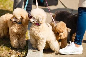 Two little brown poodles. Small puppy of toypoodle breed. Cute dog and good friend. Dog games, dog training. photo