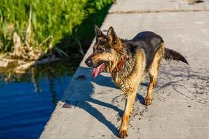 dog, German shepherd has a rest on river bank after bathing photo