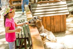 lindo niño alimentando a una cabra en la granja foto