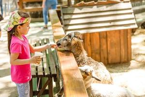 cute little kid feeding a goat at farm photo