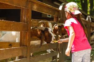 little girl prepares animals in the contact zoo. Feeding barnyard animals photo