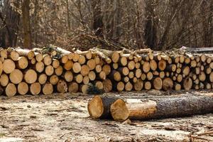 Wood on the snow. Warehouse logs against the bright sky. Lumber of pines. The texture of the rings of the tree photo