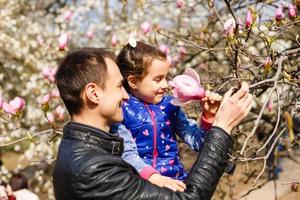 spring blooming magnolia tree flowers photo