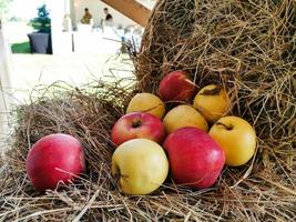 apples lie in the hay. Storing apples in the winter photo