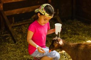 cute little kid feeding a goat at farm photo