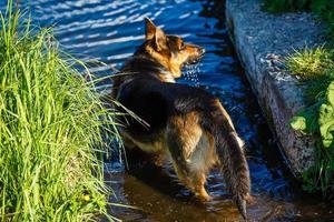 dog, German shepherd has a rest on river bank after bathing photo