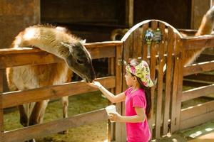 cute little kid feeding a goat at farm photo