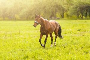 Welsh pony running and standing in high grass, long mane, brown horse galloping, brown horse standing in high grass in sunset light, yellow and green background photo
