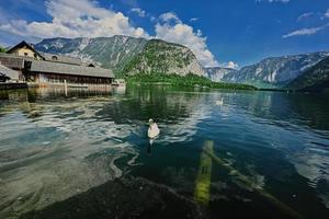 Swan at Austrian alps lake in Hallstatt, Austria. photo